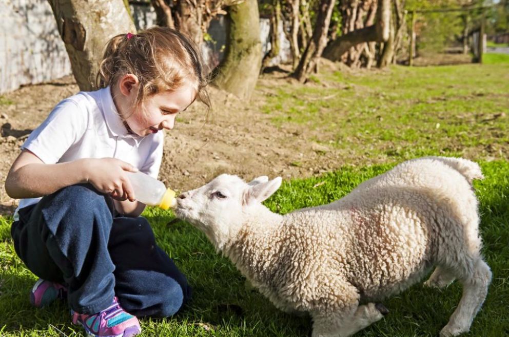 girl feeding lamb