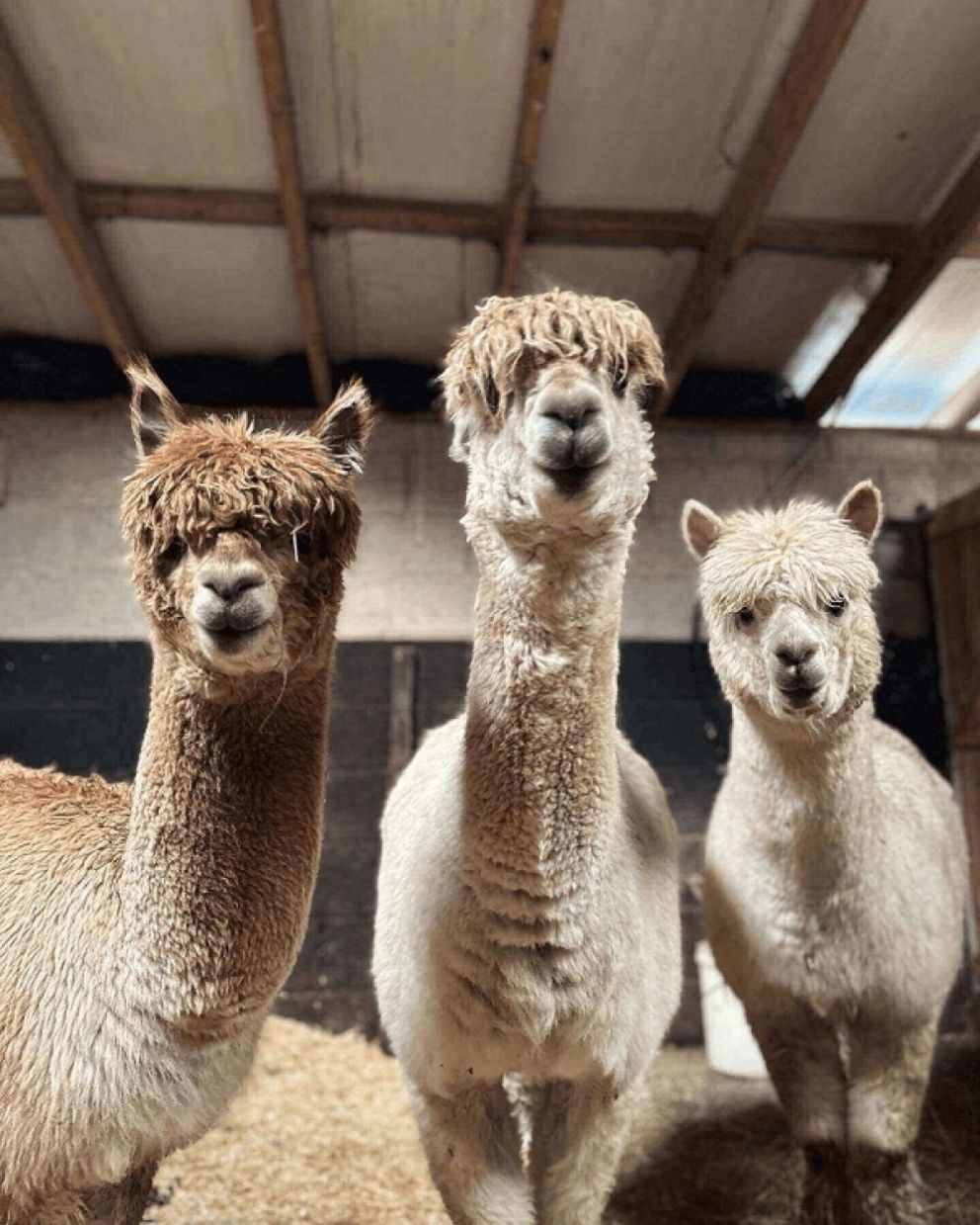 three alpacas