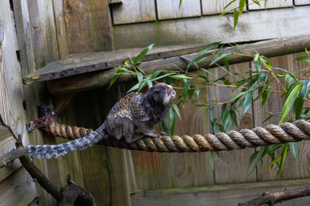 black tuffed marmoset monkey