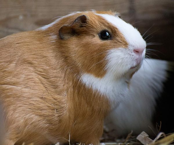 Guinea Pig