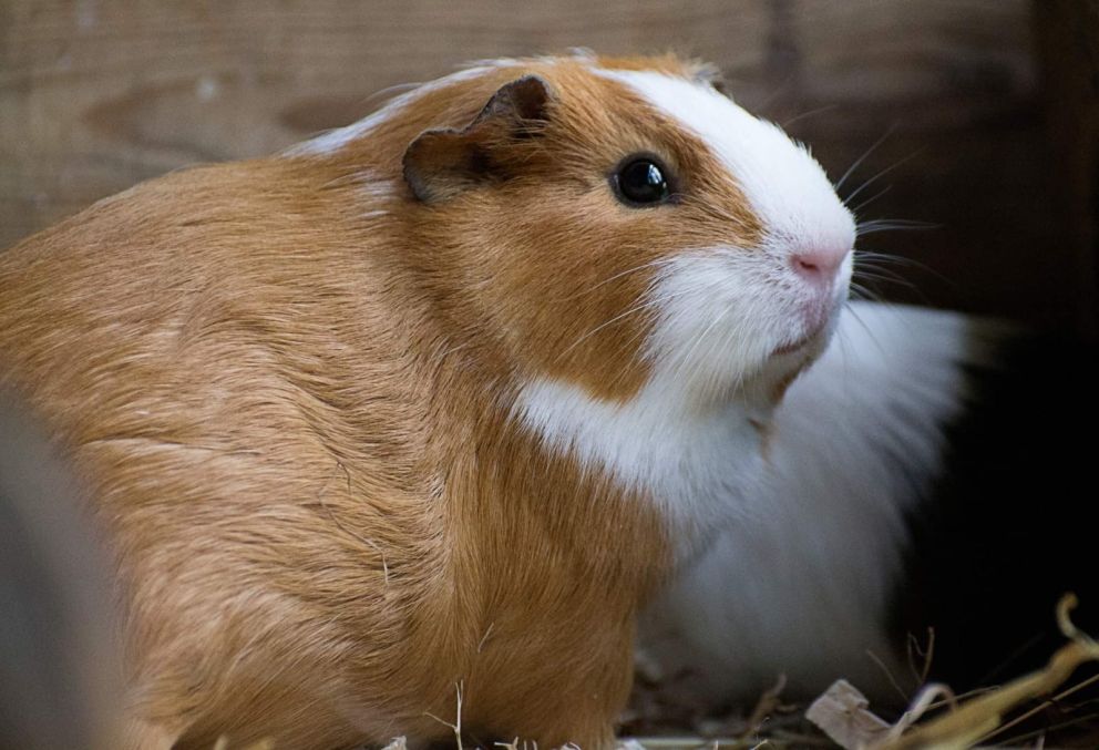 Guinea Pig