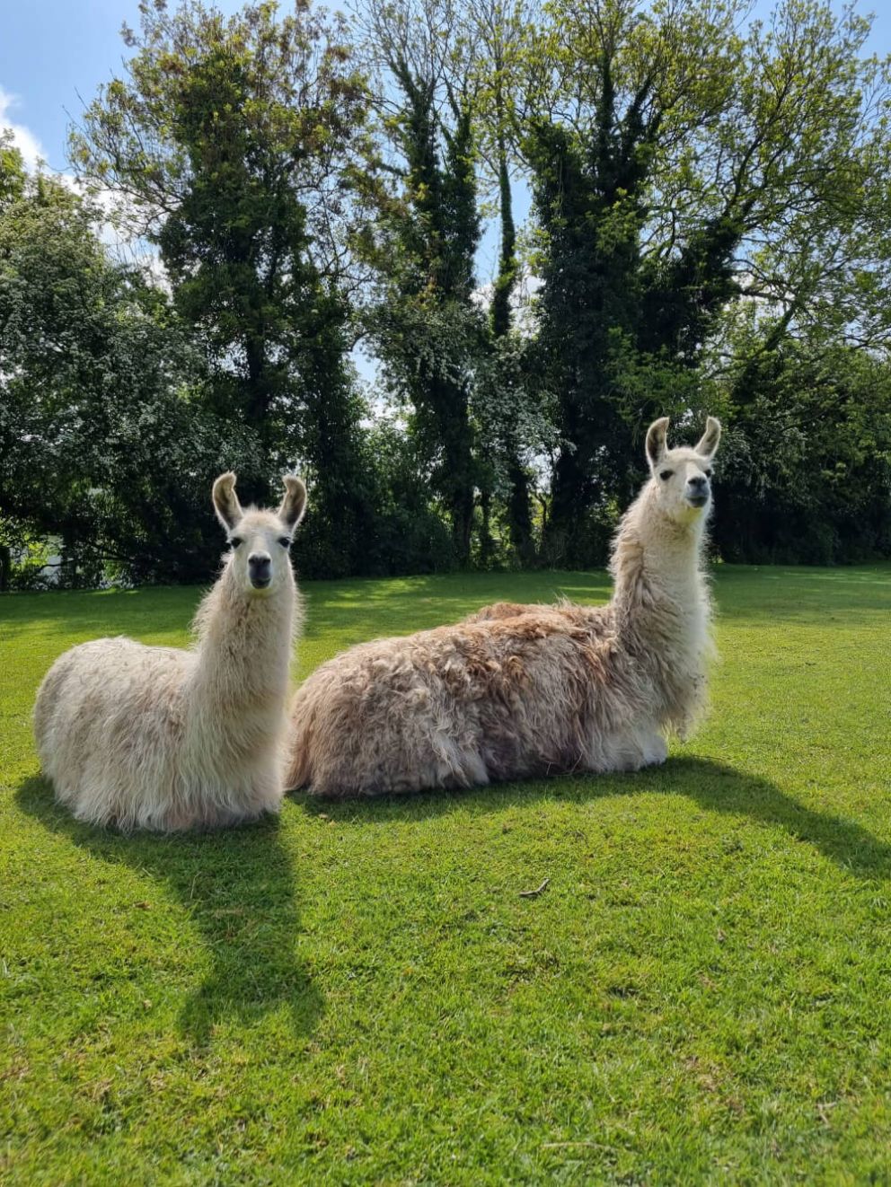 llamas