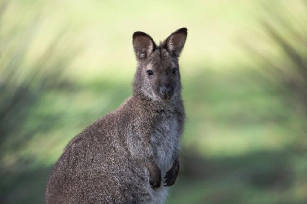 wallaby